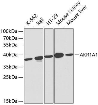 Anti-AKR1A1