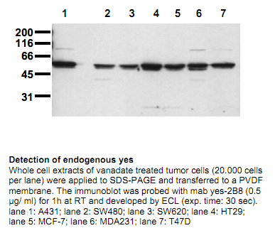 Anti-Yes (N-term), clone 2B8