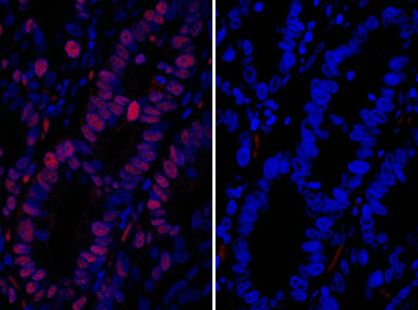 Anti-Goat IgG-heavy and light chain cross-adsorbed, DyLight(R) 594 conjugated