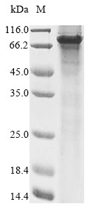 Forkhead box protein N1 (FOXN1), human, recombinant