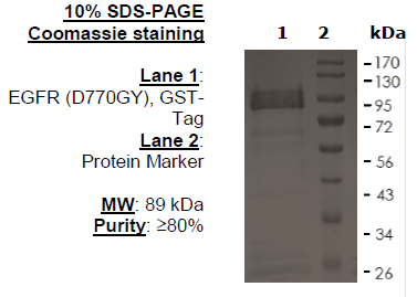 EGFR (D770GY), GST-Tag