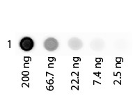 Human Albumin Rhodamine Conjugated