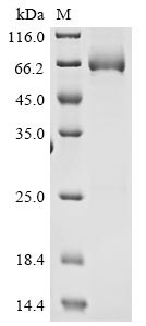 High affinity cGMP-specific 3,5-cyclic phosphodiesterase 9A (Pde9a), mouse, recombinant