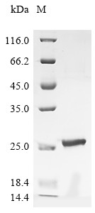 Prorelaxin (RLN), dog, recombinant