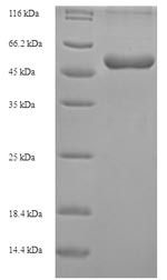 Abhydrolase domain-containing protein 11 (Abhd11), mouse, recombinant