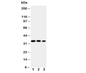 Anti-HOXA4