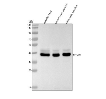 Anti-Zebrafish Myod1 / Myoblast determination protein 1 / Myogenic factor 1