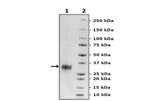 CD8b, Avi-Tag, His-Tag, Biotin-Labeled Recombinant