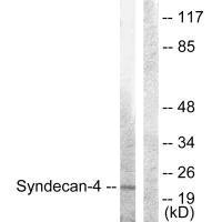 Anti-SDC4 (Ab-179)