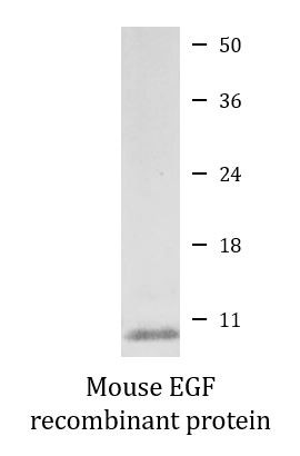 Mouse EGF recombinant protein (Active)