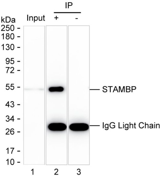 Anti-STAMBP