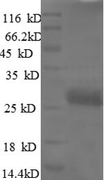 Vascular endothelial growth factor A (Vegfa), rat, recombinant
