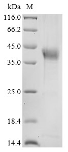 Haptoglobin (Hp), mouse, recombinant