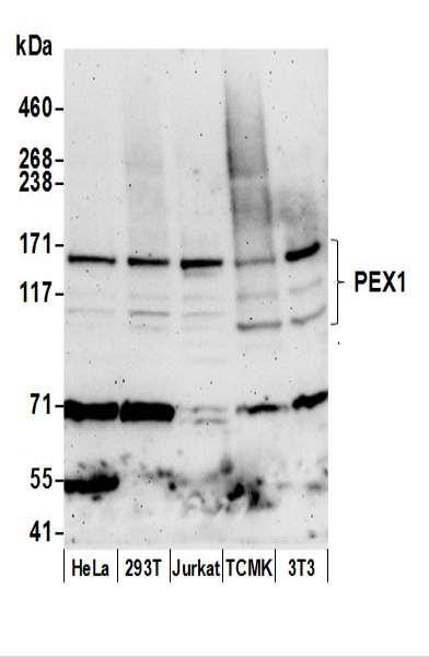 Anti-PEX1