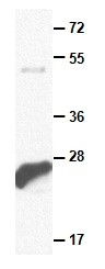 Anti-Rab7, monoclonal