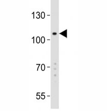 Anti-GPR49, clone 349CT16.1.3.1