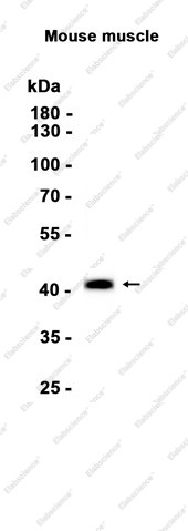 Anti-Recombinant Biglycan, clone C132680
