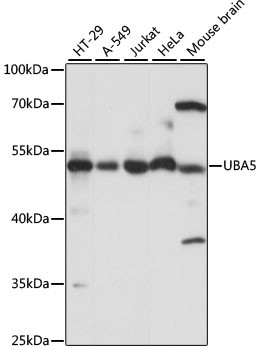 Anti-UBA5