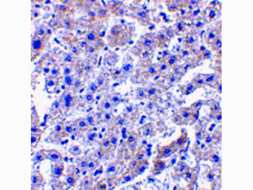 Anti-Caspase-14