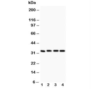 Anti-Caspase-3