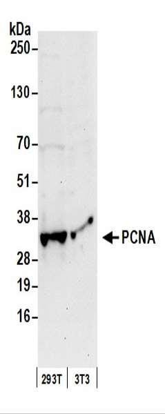 Anti-PCNA