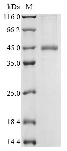 Brevican core protein (Bcan), partial, rat, recombinant