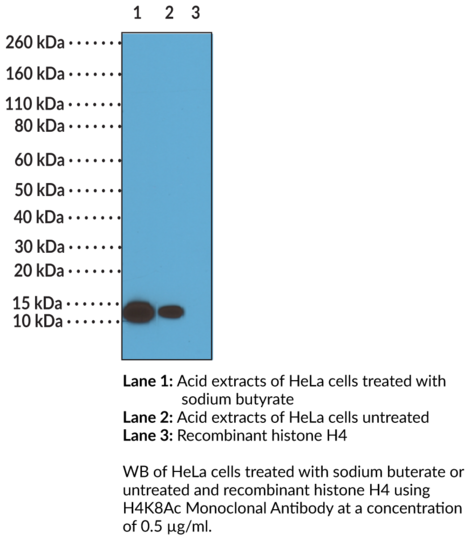 Anti-Histone H4K8Ac Monoclonal Antibody (RM201)