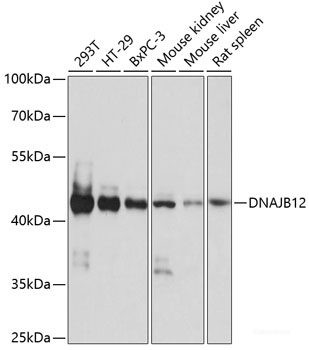 Anti-DNAJB12