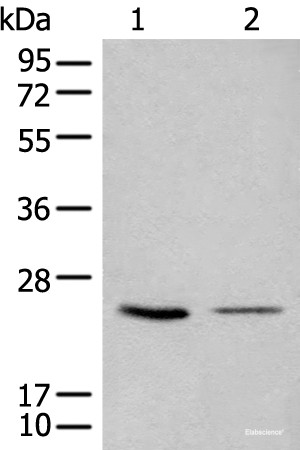 Anti-CDCA4