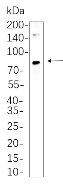 Anti-Recombinant CD34, clone 6C4