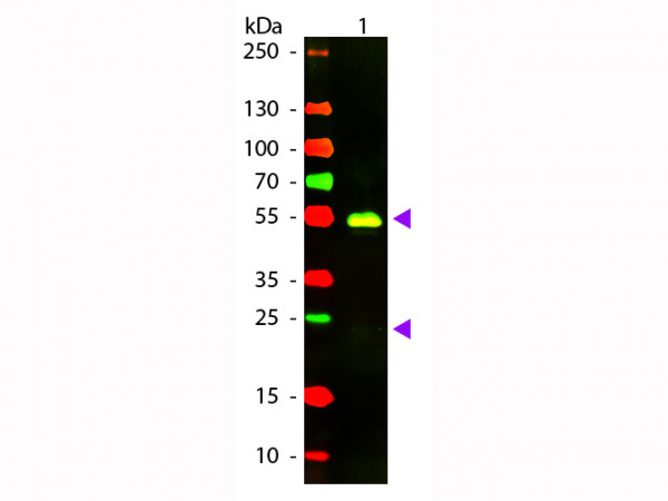 Anti-Rabbit IgG (H&amp;L) [Goat] Min X Bv Hs Hu Ms Rt &amp; Sh serum proteins Texas Red conjugated F(ab&#039;)2 f