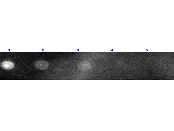 Anti-Rabbit IgG (H&amp;L) [Goat] Rhodamine conjugated Fab fragment