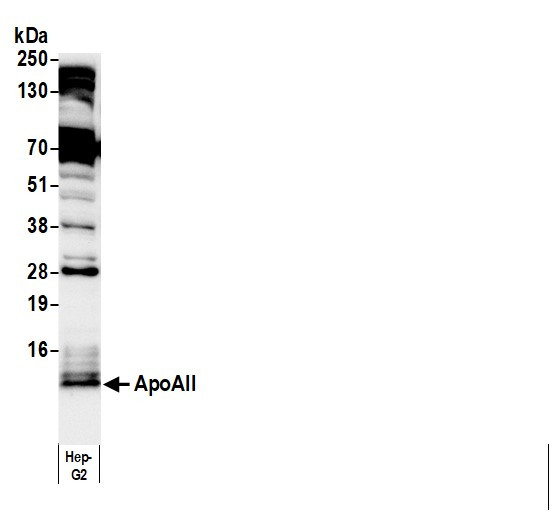 Anti-Human Apo AII [B04], Biotin conjugated