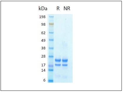 IL-1 beta HumanKine(R) recombinant human protein