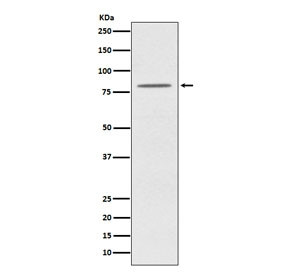 Anti-OPA1, clone ACGD-15