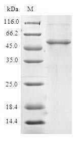 UPF0568 protein C14orf166 (C14orf166), human, recombinant