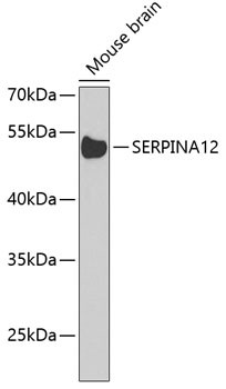 Anti-SERPINA12