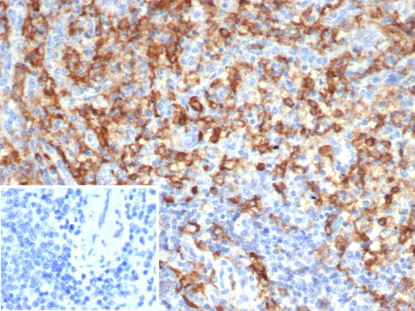 Anti-CD33 / SIGLEC3 (Myeloid Cell Surface Antigen), clone SIGLEC3/7612