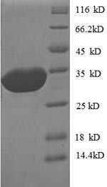 Peptide deformylase (def), Escherichia coli O157:H7, recombinant