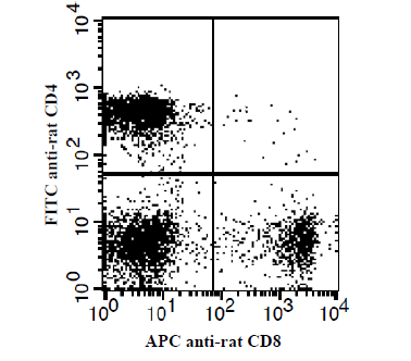 Anti-Cleaved-Caspase-4 p20 (Q81)