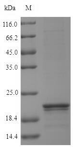 Nucleoside diphosphate kinase 1 (NDK1), Arabidopsis thaliana, recombinant