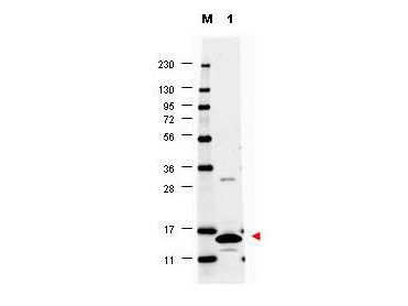 Anti-Granulocyte Macrophage Colony Stimulating Factor (GM-CSF, mouse)