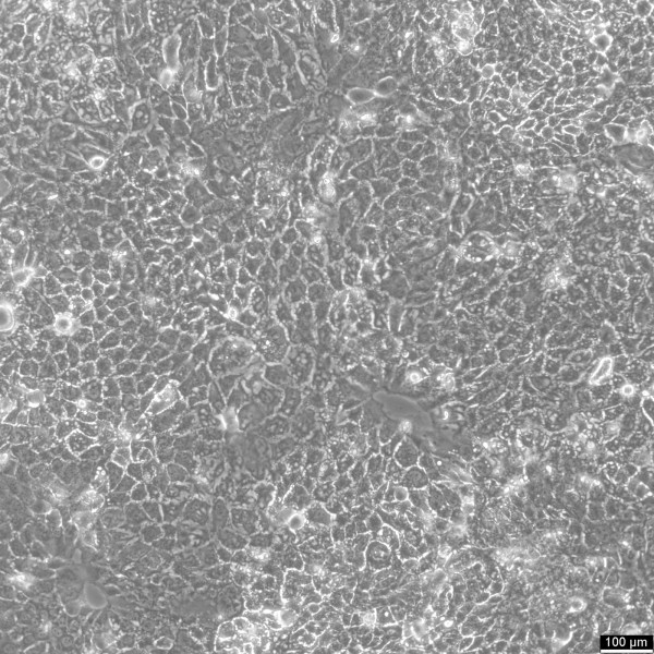 BEWO Cells