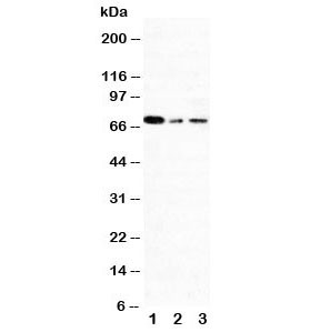 Anti-XRCC1