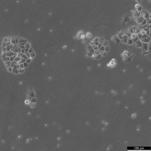 C-33 A Cells