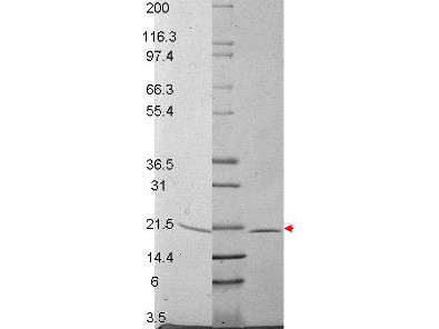 RANK ligand, mouse recombinant (rmRANKL)