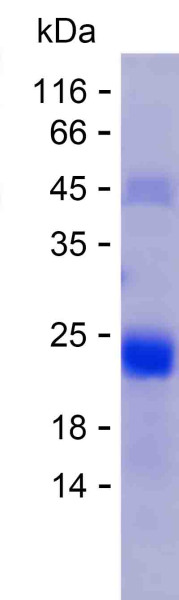 INSR (human), recombinant protein