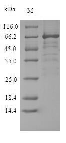 Glycoprotein G (G), Nipah virus, recombinant