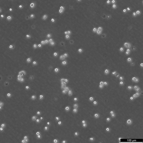 J774A.1 Cells