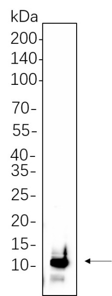 Anti-Recombinant UBA52, clone 9F3